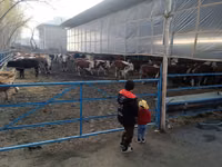 Rinder (Partie, Geschlecht nicht angegeben), Simmental cattle — Foto 1