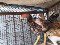 Chickens — Foto 3