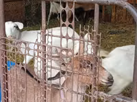 عنزة, Saanen goat — الصورة 5