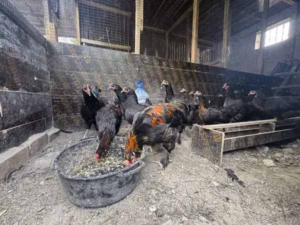 Chickens — Kirgisistan