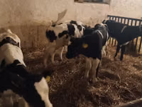 Bulle, Russian Black pied cattle — Foto 2