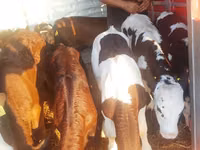 أبقار (دفعة، الجنس غير محدد), Simmental cattle — الصورة 2