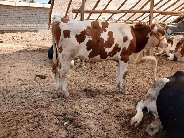 公牛, Simmental cattle — 乌兹别克斯坦