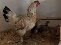 Chickens — الصورة 2