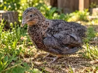 Quails — الصورة 2
