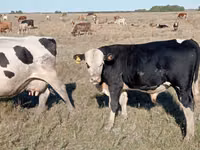 公牛, Simmental cattle — 照片 1
