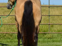 Hengst, Gypsy horse — Foto 7