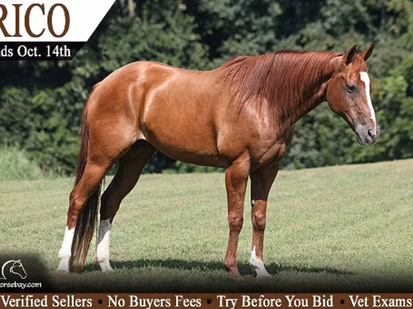 حصان, Quarter Horse