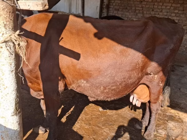母牛, Red Estonian cattle