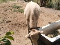 母牛, Simmental cattle — 照片 2