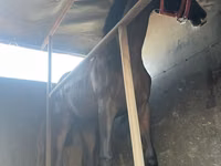 Hengst, Thoroughbred horse — Foto 3