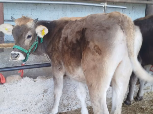 Rinder (Partie, Geschlecht nicht angegeben), Swiss cattle — Kirgisistan