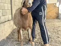 نعجة, Arashan sheep — الصورة 6