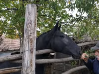 Stute, Nonius horse — Foto 5