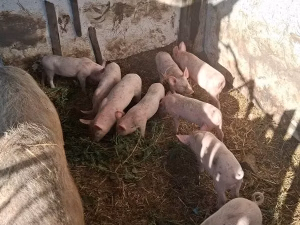 Säue, Schweine