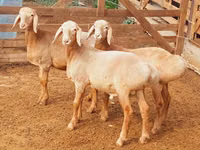 كبش, Arashan sheep — الصورة 7