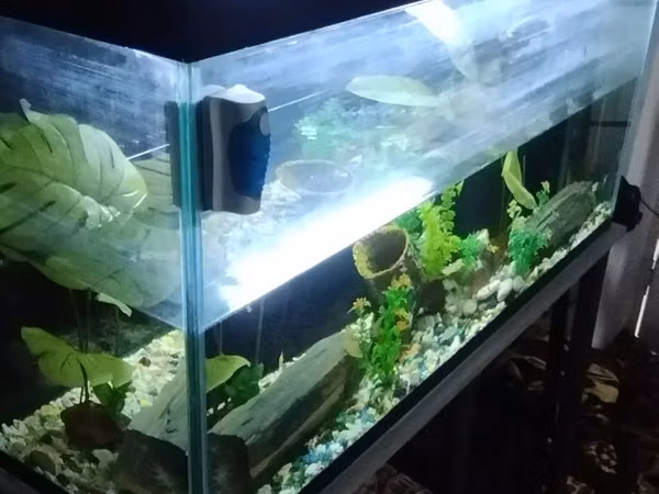 Akvariumn 10lik oynakda ishlangan