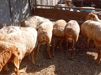 Ram, Rhon sheep — photo 2