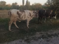 Kuh, Rinder — Foto 1