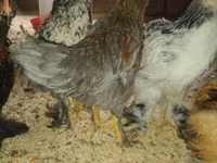 Chickens — Foto 3