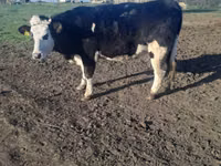 Vaca, Simmental cattle — foto 1