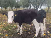 بقرة, Russian Black pied cattle — الصورة 4