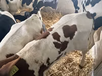 Bulle, Simmental cattle — Foto 1