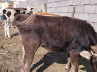 母牛, Cattle — 照片 1