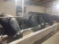 公牛, Swiss cattle — 照片 2
