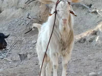Cabra, Irish goat — foto 3