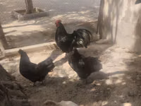 Australorp — Foto 2
