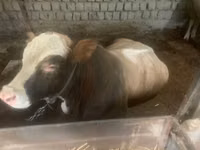 Bulle, Simmental cattle — Foto 4