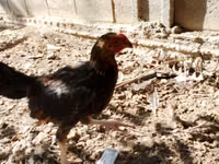 Chickens — Foto 1
