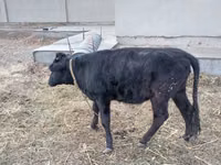 Rinder (Partie, Geschlecht nicht angegeben), Russian Black pied cattle — Foto 3