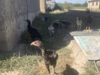 Chickens — Foto 3