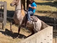 Caballo, Rocky Mountain Horse — foto 3