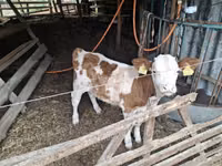 Bulle, Ungarische Graue Rasse — Foto 1