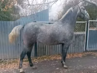 فرس, Orlov Trotter — الصورة 3