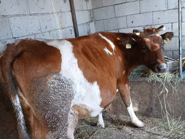 Cow, Simmental cattle