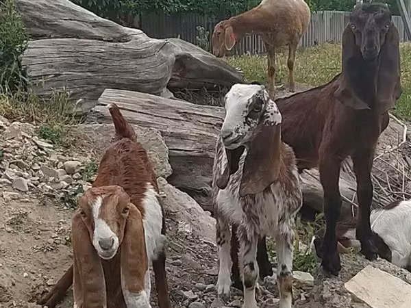 Ziegenbock, Nubian Goat