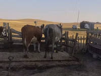Sigir, Latvian Blue cattle — 4-rasm