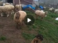 母羊, Sheep — 照片 2