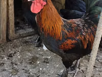 Brahma — Foto 4