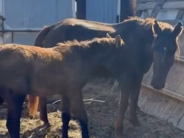 Stute, Pferde