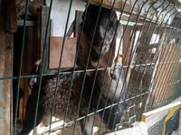 Cabra, Nubian Goat — foto 4