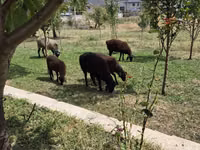 Schaf, Edilbay sheep — Foto 1