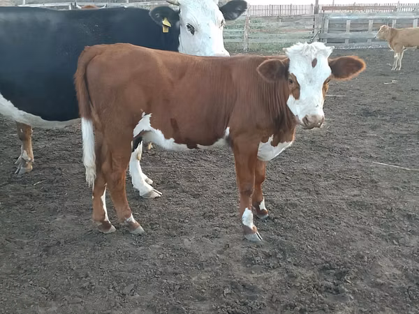 母牛, Simmental cattle — 哈萨克斯坦