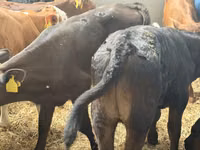 Rinder (Partie, Geschlecht nicht angegeben), Simmental cattle — Foto 6