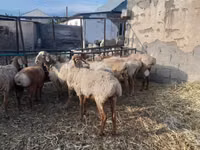 Schaf, Arashan sheep — Foto 5