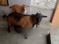 母山羊, Goats — 照片 1